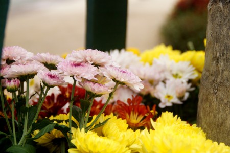 菊花被主办方选定为今年布城皇家花卉园艺节的主题花。 (杨晓慧/大纪元)