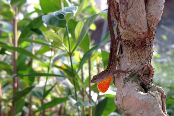 外来种生物“沙氏变色蜥”入侵台湾，最近在嘉义公园附近现踪，嘉义林管处将办理防治讲座，教导民众防治逐渐入侵城市的沙蜥。图为雄性沙蜥，特征为橘红色喉囊。（林管处提供）