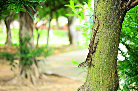 外来种生物“沙氏变色蜥”入侵台湾，最近在嘉义公园附近现踪，嘉义林管处将办理防治讲座，教导民众防治逐渐入侵城市的沙蜥。 （林管处提供）
