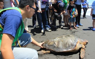 台湾首例  赤蠵龟玳瑁 混种海龟野放