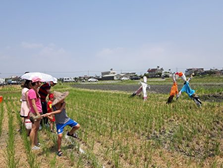 丢稻草头。(五结乡公所提供)