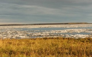 西伯利亚冻原历险  猛玛象牙当砧板