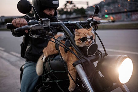 「他不是一個人在奔馳！他不是一個人！」這位帶著墨鏡，馱著人的「騎士」名叫Chiquinho——它的摩托車手主人經常帶著這只12歲的貓在公路上奔馳。(Photo credit should read YASUYOSHI CHIBA/AFP/Getty Images)