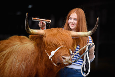 這位專業的髮型設計師在為顧客設計「時尚的劉海頭型」。圖為勞拉．亨特與她的高地牛Molly參加第176屆皇家高地展——英國最高級別的農業展覽會。(Photo by Jeff J Mitchell/Getty Images)