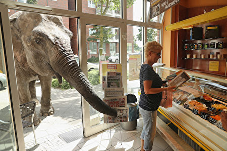 「女士，其實我還是認為最下面這份報紙比較有可讀性。」圖為德國柏林，7月1日，馬戲團的大象Maja外出散步至一家麵包店——在德國，聯邦法規鼓勵動物上街以刺激動物的認知意識。(Photo by Sean Gallup/Getty Images)