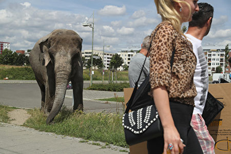 BERLIN, GERMANY - JULY 01: Passersby walk past Maja, a 40-year-old elephant, as Maja took a stroll through the neighborhood with her minders from a nearby circus on July 1, 2016 in Berlin, Germany. Maja performs daily at Circus Busch and circus workers take her on walks among the nearby apartment buildings to vacant lots where she likes to eat the grass. City authorities sanction the outings and federal regulations reportedly encourage activities for elephants to stimulate the animals' cognitive awareness. (Photo by Sean Gallup/Getty Images)