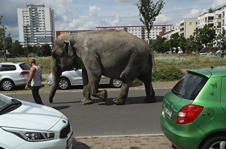 BERLIN, GERMANY - JULY 01: Maja, a 40-year-old elephant, takes a stroll through the neighborhood with her minders from a nearby circus on July 1, 2016 in Berlin, Germany. Maja performs daily at Circus Busch and circus workers take her on walks among the nearby apartment buildings to vacant lots where she likes to eat the grass. City authorities sanction the outings and federal regulations reportedly encourage activities for elephants to stimulate the animals' cognitive awareness. (Photo by Sean Gallup/Getty Images)