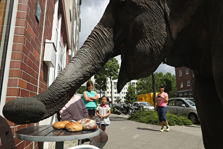 BERLIN, GERMANY - JULY 01: Maja, a 40-year-old elephant, munches on rolls outside a bakery while she took a stroll through the neighborhood with her minders from a nearby circus on July 1, 2016 in Berlin, Germany. Maja performs daily at Circus Busch and circus workers take her on walks among the nearby apartment buildings to vacant lots where she likes to eat the grass. City authorities sanction the outings and federal regulations reportedly encourage activities for elephants to stimulate the animals' cognitive awareness. (Photo by Sean Gallup/Getty Images)