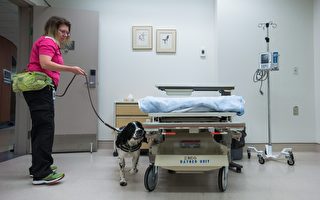 加拿大溫哥華醫院奇招 嗅探犬查超級病菌