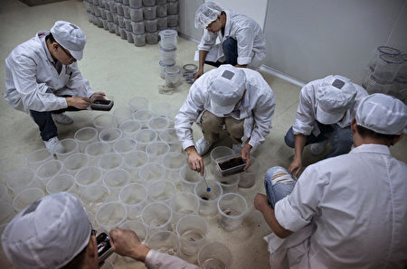 实验室里四处都是蚊子。(Kevin Frayer/Getty Images)