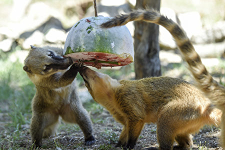 意大利罗马的毕欧帕可野生动物公园，浣熊吃冷冻水果消暑。(ANDREAS SOLARO/AFP)