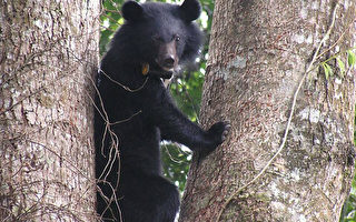 玉山台湾黑熊出没  多项措施防人熊冲突