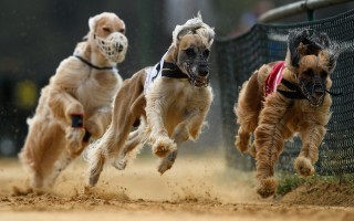 澳新州通过取缔猎犬比赛法案 明年7月生效