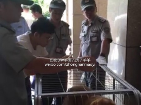 城管全城搜捕宠物狗。(网络图片)
