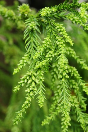 柳杉雄球花。(台大实验林提供)