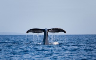 《白鯨傳奇：怒海之心》中所展現的人性光輝