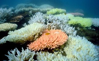 全球珊瑚礁白化事件有可能成為新常態