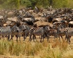組圖：肯亞馬賽馬拉公園牛羚大遷徙