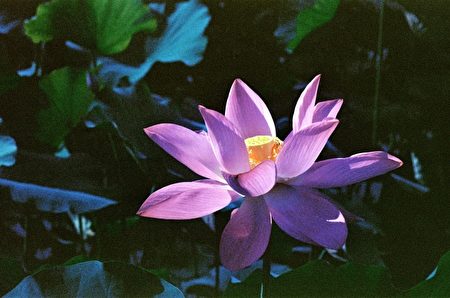 灼灼其華。(羅東博愛醫院提供)