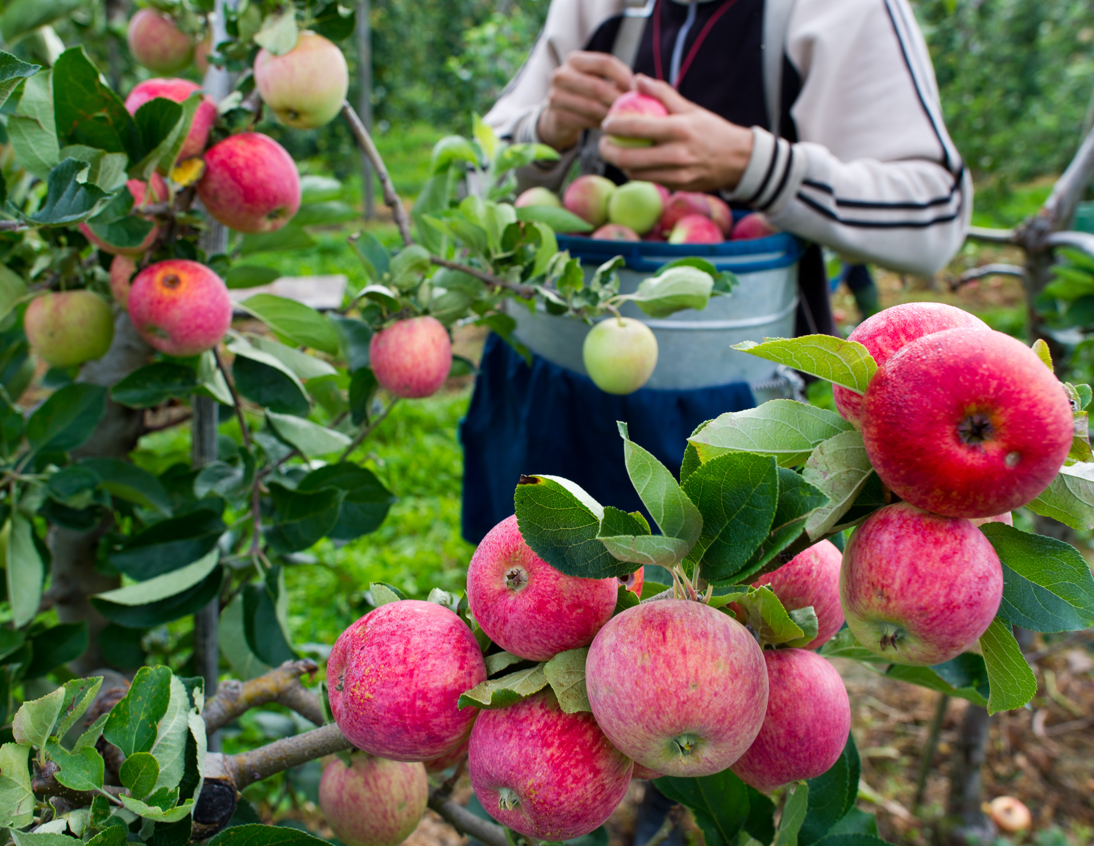 Польские сады яблок