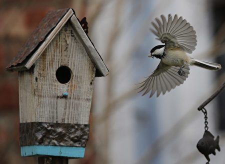 A Black-capped Chickadee lands with a 黑冕山雀也已經贏得新布倫斯瑞克省省鳥的美譽,去年還在CBC電臺節目上獲封非官方渥太華鳥。(加通社)