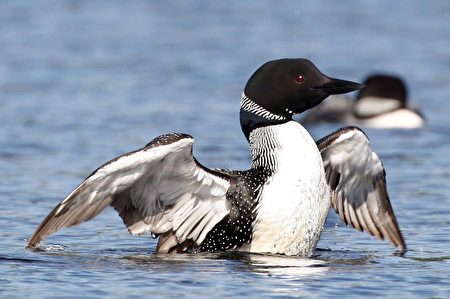 A common Loon spreads its wings on Silver Lake, Sunday, 國鳥網路票選的領先者是白嘴潛鳥,得票數近14,000。它已經獲封安省省鳥,並且在我們日常生活中隨處可見,如在一元硬幣上,還有一元硬幣特有的稱呼「loonie」中。(加通社)