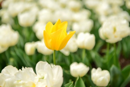 一花引得百花开,小镇处处春意浓。(简沐/大纪元)