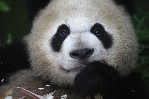 澳门居民的一个网上投票将6月26日在澳门出生的一对孪生熊猫仔赐予贪贪和污污的绰号。 (John Moore/Getty Images)