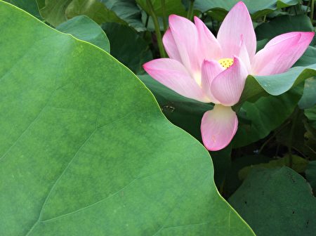 「接天蓮葉」、「映日荷花」,磅礡壯麗,詩人以遼闊的視野與鮮亮的色彩,為西湖之美翻寫出了不同境界。(無言/大紀元)