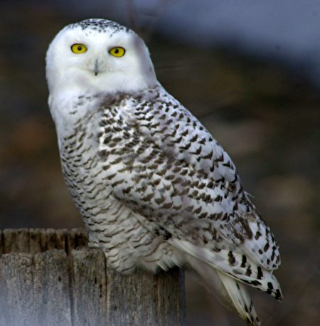 A snowy owl looks for prey from a perch above Lake Champlain 雪鴞已是魁省省鳥,作為候鳥,它的足跡遍布加拿大各地。(加通社)
