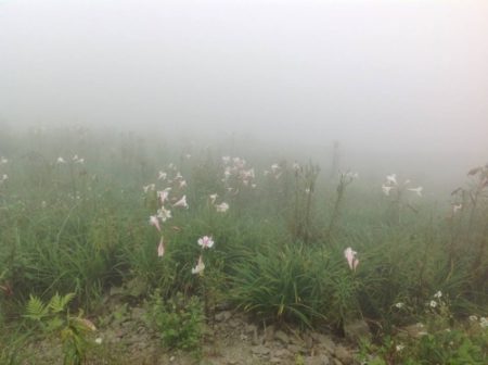 台湾金针山上盛开的野百合花。（摄影：贯明）