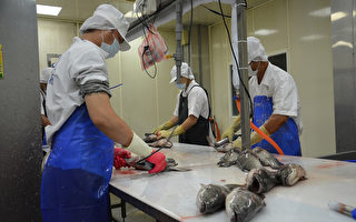 亲共恶果 台湾石斑鱼出口大陆下滑1千公吨