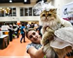 组图：2016国际猫展 名猫荟萃伊斯坦布尔