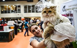 组图：2016国际猫展 名猫荟萃伊斯坦布尔
