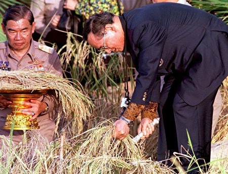 普密蓬关心民间疾苦,这是他在帮助收割水稻。 ( PORNCHAI KITTIWONGSAKUL/AFP/Getty Images)