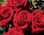 英格蘭國花──玫瑰與「都鐸玫瑰」的故事