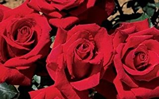 英格兰国花──玫瑰与“都铎玫瑰”的故事