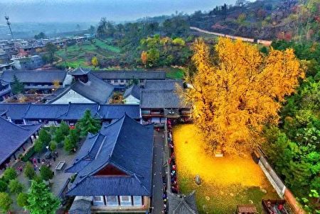 有1400历史的银杏村身披金色盔甲,引来众多游客观赏。(网络力片)