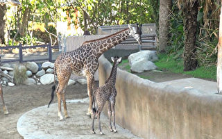 洛城动物园迎新 长颈鹿宝宝庆感恩节