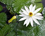 白蓮花生長在池塘（fotolia）
