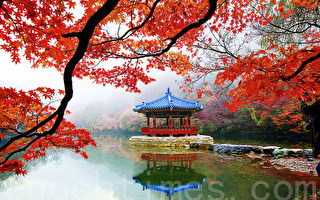 組圖：內藏山最美紅葉  韓國追「楓」首選
