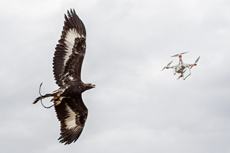 FRANCE-DEFENCE-FALCONRY-DRONES FRANCE-DEFENCE-FALCONRY-DRONES