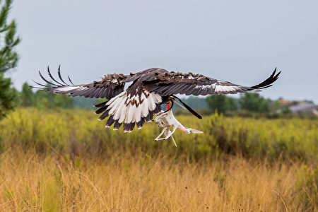 FRANCE-DEFENCE-FALCONRY-DRONES FRANCE-DEFENCE-FALCONRY-DRONES