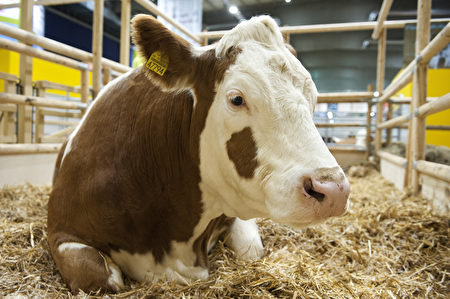 花斑牛是奶、肉生产两用牛,而且被视为对气候最为友好的牛种。(JOHN MACDOUGALL/AFP/Getty Images)