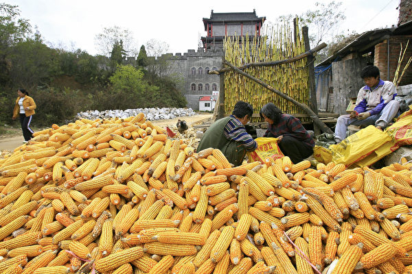 為了搞清楚農業領域狀況，中共政府開始發布五大農產品生產和消費的估計數據。但是北京的數字跟美國農業部的數字有很大差別，後者被廣泛視為權威。這讓商品交易商對中共數據的可靠性再次失去信任。(FREDERIC J. BROWN/AFP/Getty Images)