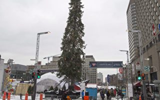 东施效颦？世界上最丑圣诞树诞生加拿大