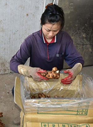 大陸模特兒嫁來台灣 與夫務農打拼幸福美滿 大陸模特兒嫁來台灣 與夫務農打拼幸福美滿