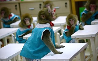 猴子被植入人类基因 中国研究再引伦理批评