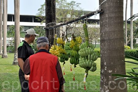 台灣香蕉科技園展示各類品種香蕉。（李晴玳／大紀元）