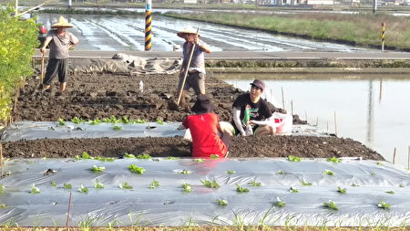 為了更加了解小農辛勞林胤宏(右1)親自下田種菜。(陳建霖/大紀元)